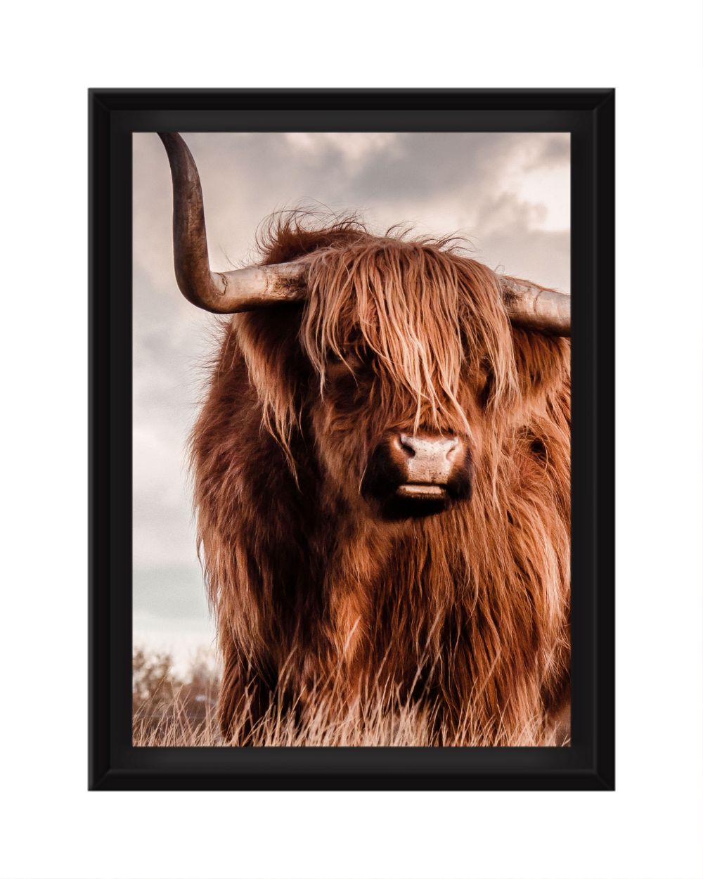 Scottish Highland Cow Color 5x7 Framed Canvas