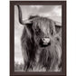 Scottish Highland Cow B&W 5x7 Framed Canvas