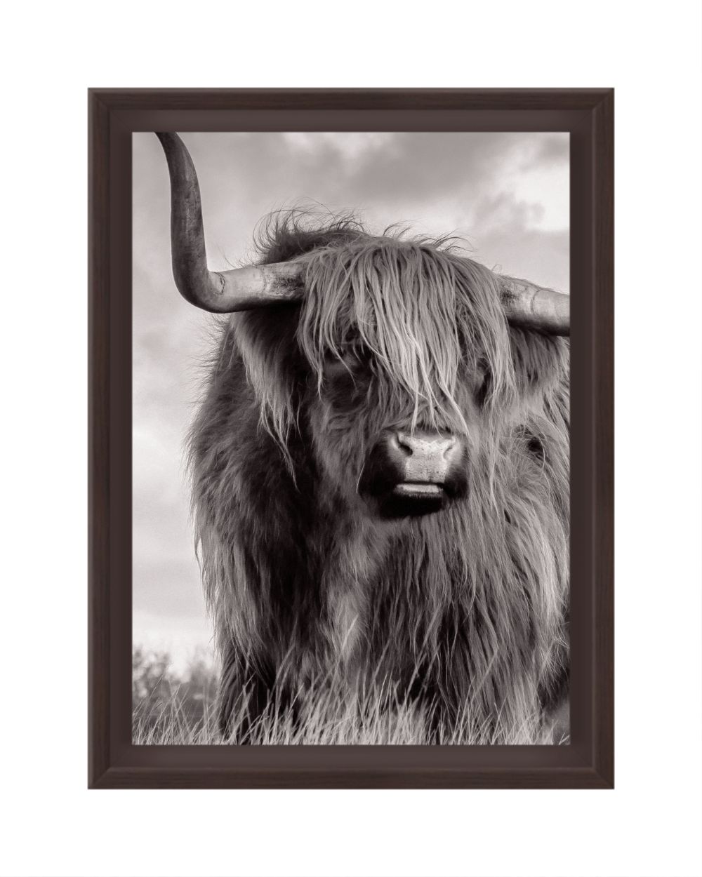 Scottish Highland Cow B&W 5x7 Framed Canvas