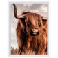 Scottish Highland Cow Color 5x7 Framed Canvas