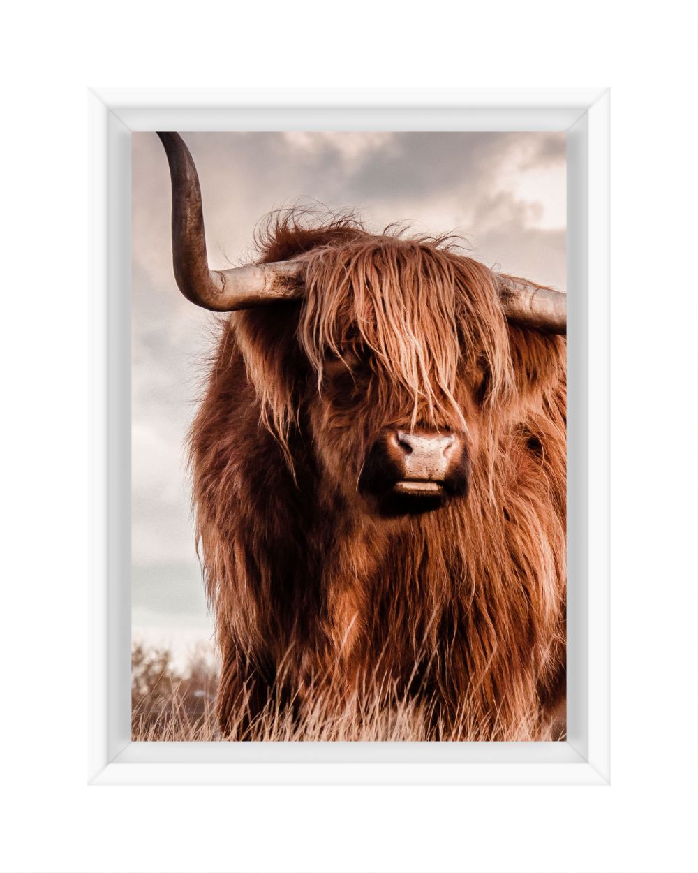 Scottish Highland Cow Color 5x7 Framed Canvas