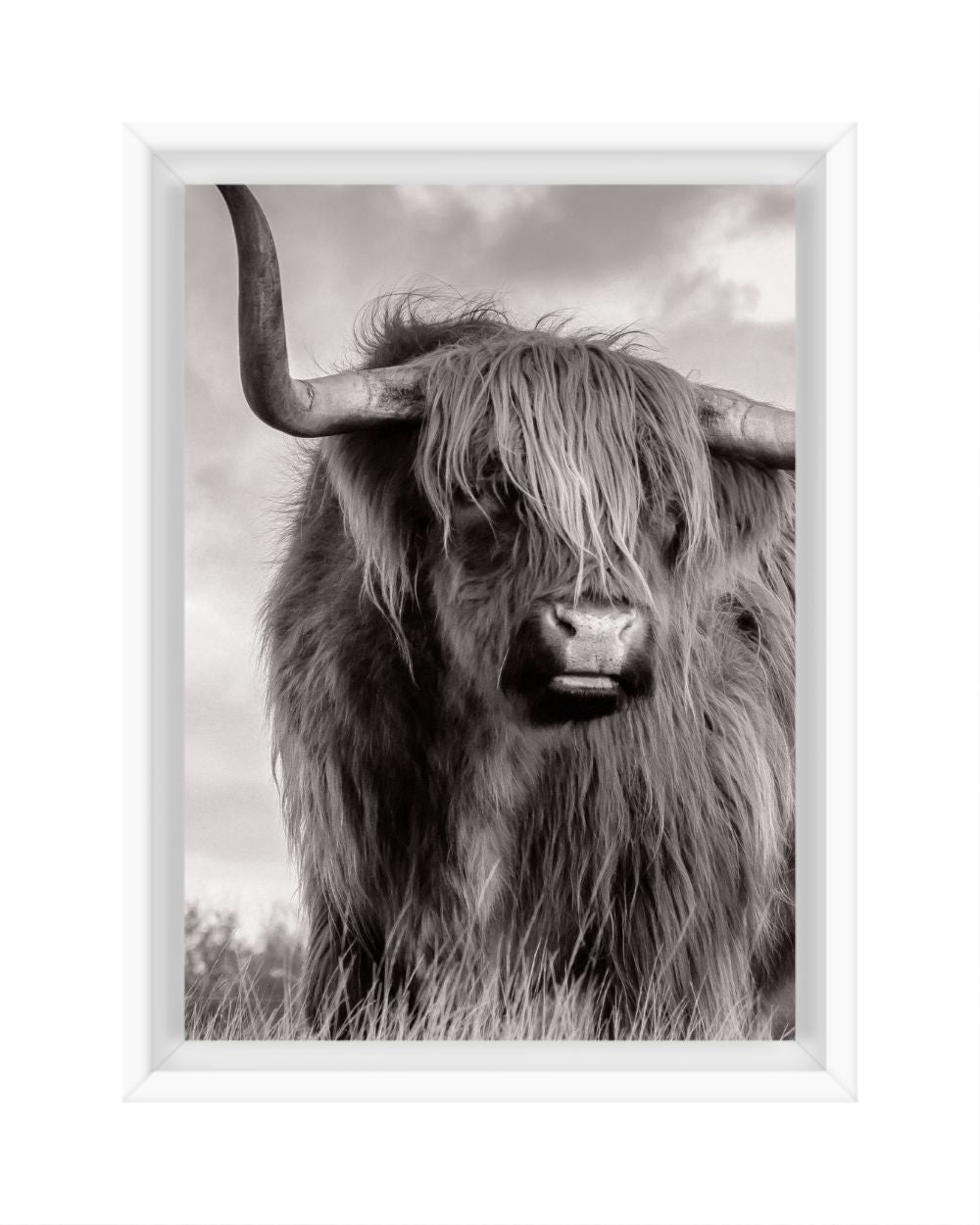 Scottish Highland Cow B&W 5x7 Framed Canvas