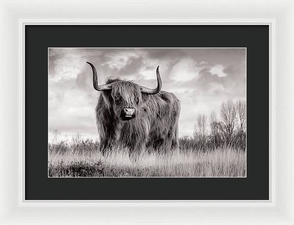 Scottish Highland Cow Sign - Framed Print