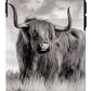 Scottish Highland Cow Sign - Phone Case