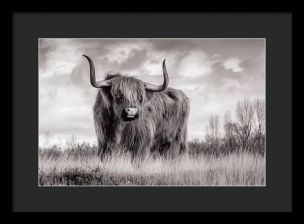 Scottish Highland Cow Sign - Framed Print