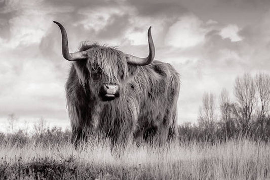 Scottish Highland Cow Sign - Art Print
