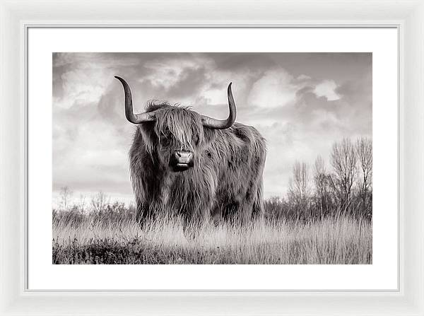 Scottish Highland Cow Sign - Framed Print