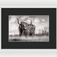 Scottish Highland Cow Sign - Framed Print