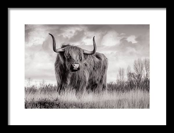 Scottish Highland Cow Sign - Framed Print