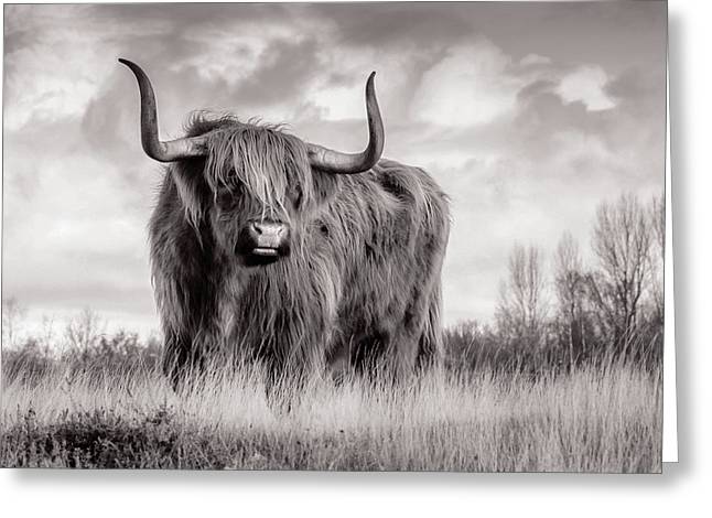 Scottish Highland Cow - Greeting Card