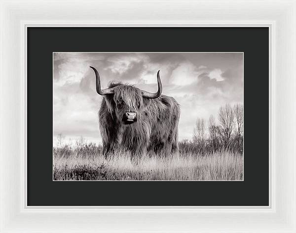 Scottish Highland Cow Sign - Framed Print