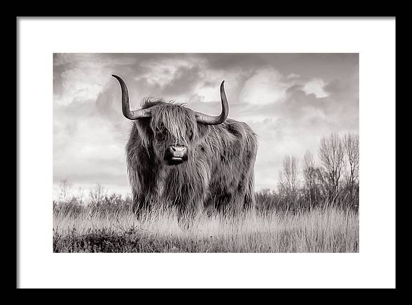 Scottish Highland Cow Sign - Framed Print