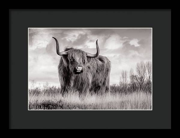 Scottish Highland Cow Sign - Framed Print