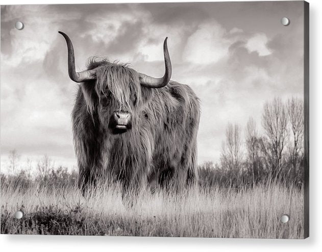 Scottish Highland Cow Sign - Acrylic Print