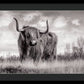 Scottish Highland Cow Sign - Framed Print