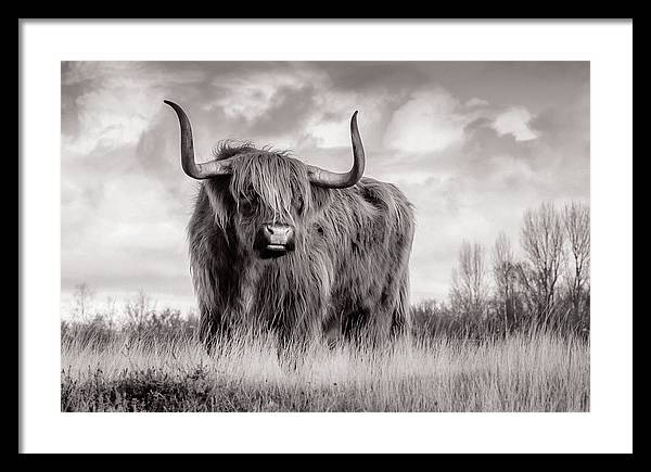 Scottish Highland Cow Sign - Framed Print