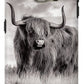 Scottish Highland Cow Sign - Phone Case