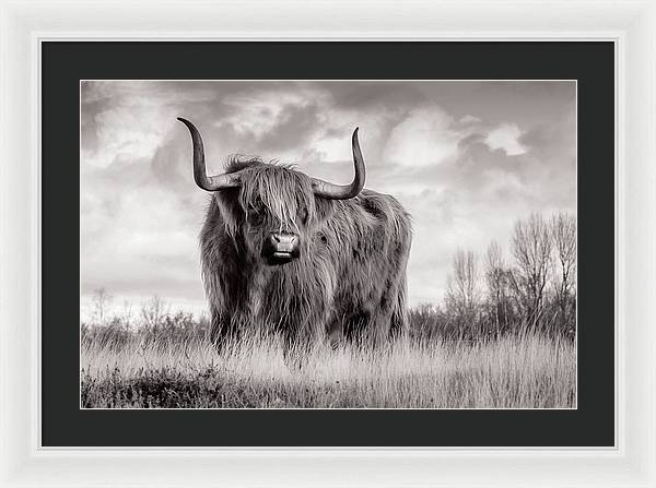 Scottish Highland Cow Sign - Framed Print