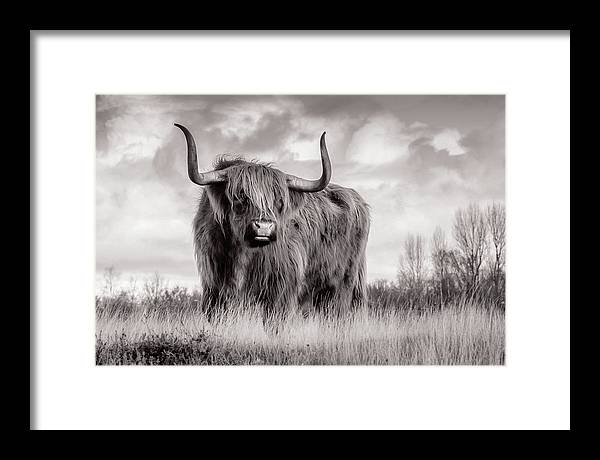 Scottish Highland Cow Sign - Framed Print