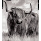 Scottish Highland Cow Sign - Phone Case
