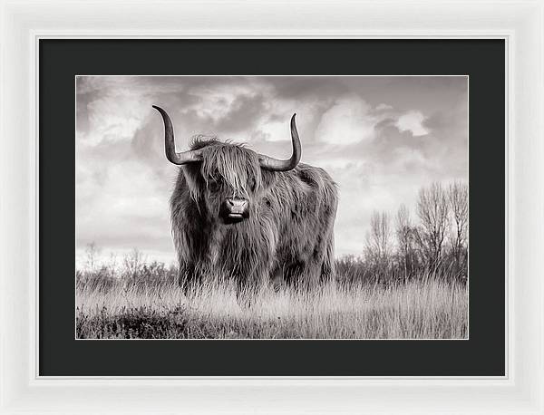 Scottish Highland Cow Sign - Framed Print