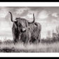 Scottish Highland Cow Sign - Framed Print