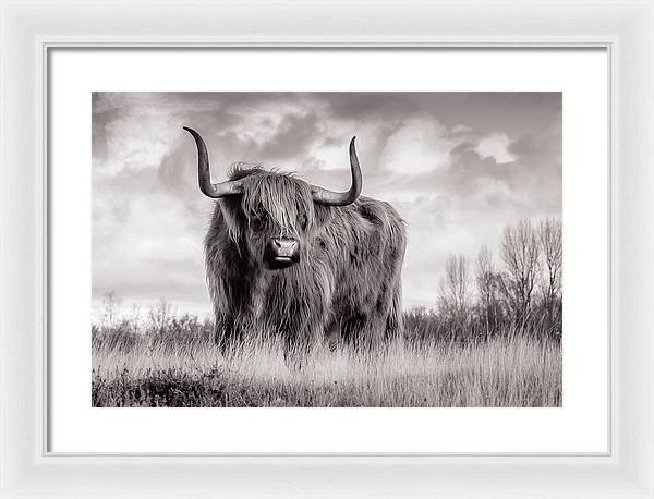 Scottish Highland Cow Sign - Framed Print