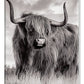 Scottish Highland Cow Sign - Phone Case