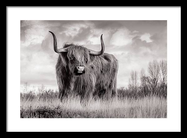 Scottish Highland Cow Sign - Framed Print